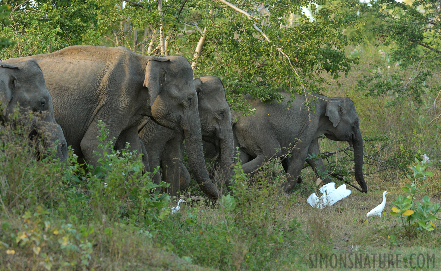 Elephas maximus maximus [280 mm, 1/250 sec at f / 7.1, ISO 1600]